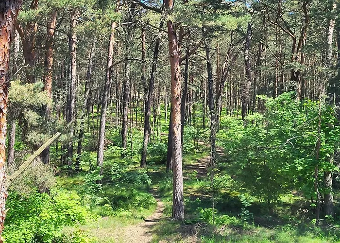 Апартаменты Camelia Юрата